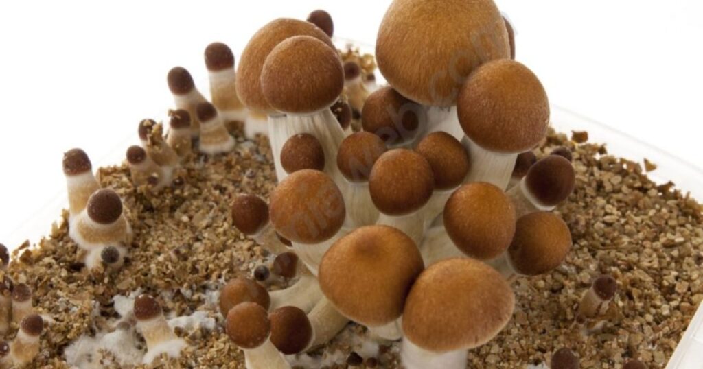 Golden Teacher Mushrooms