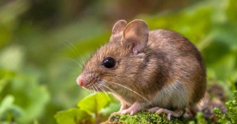 How Long Can a Mouse Live Without Food