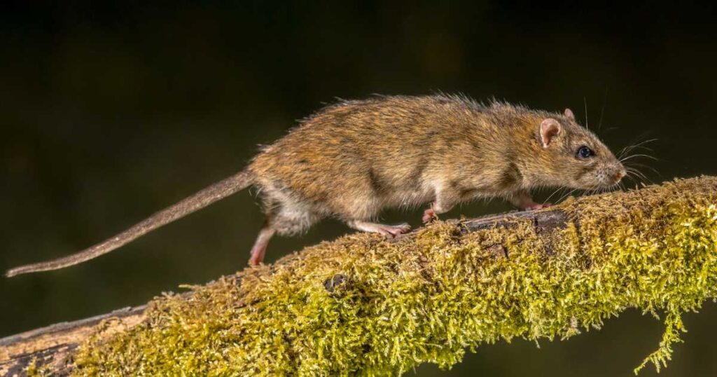 The Resilience of Rodents: A Lesson in Survival