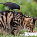 Birds Eat Cat Food