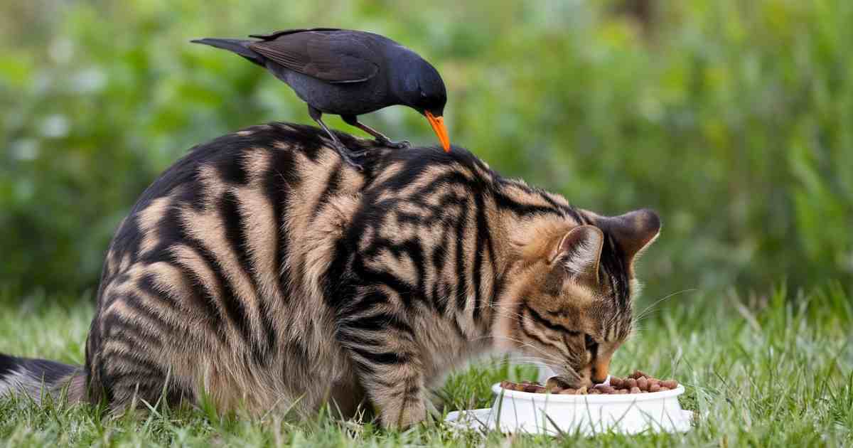 Birds Eat Cat Food