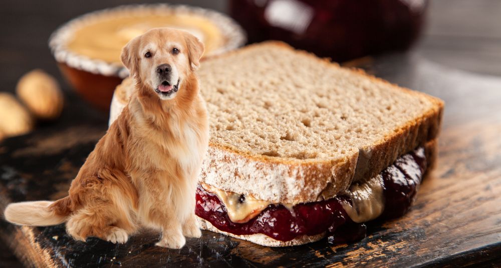 Can Dogs Eat Peanut Butter and Jelly Sandwiches