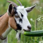 Can Goats Eat Cucumbers