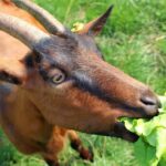 Can Goats Safely Eat Lettuce