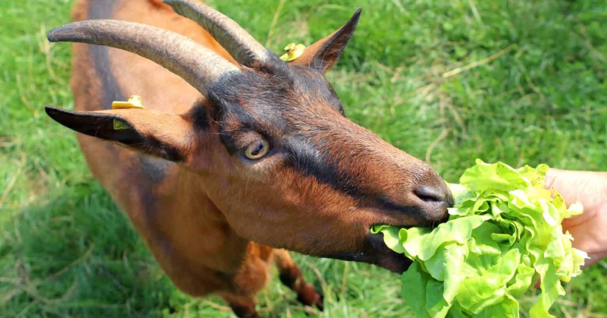 Can Goats Safely Eat Lettuce