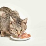 Too Much Wet Food Cause Diarrhea In Cats