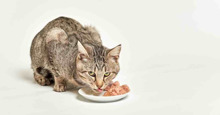 Too Much Wet Food Cause Diarrhea In Cats