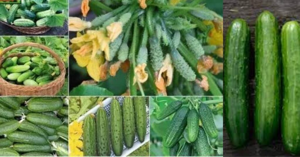 Different Types of Cucumbers and Their Suitability for Goats