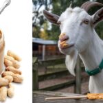 Can Goats Eat Peanut Butter