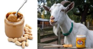 Can Goats Eat Peanut Butter