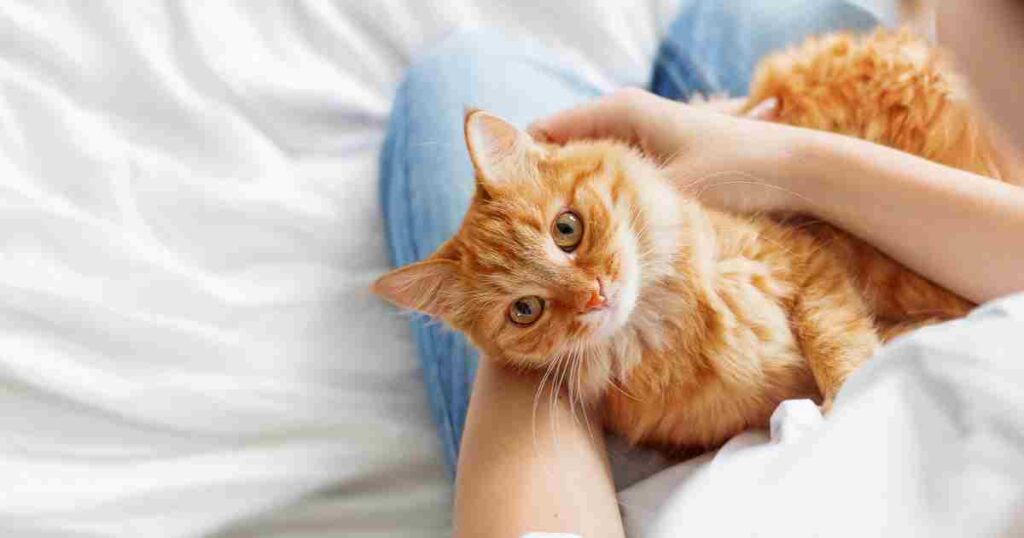 Home Treatment of Diarrhea in Cats