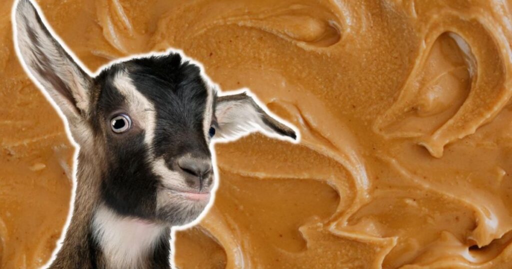 How Much Peanut Butter Can I Give My Goat