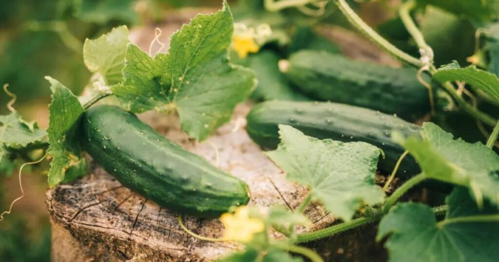 The Benefits of Feeding Cucumbers to Goats