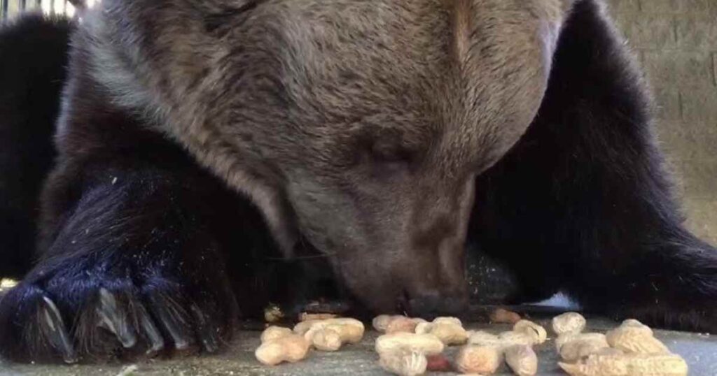 Bears Go Nuts for Peanuts