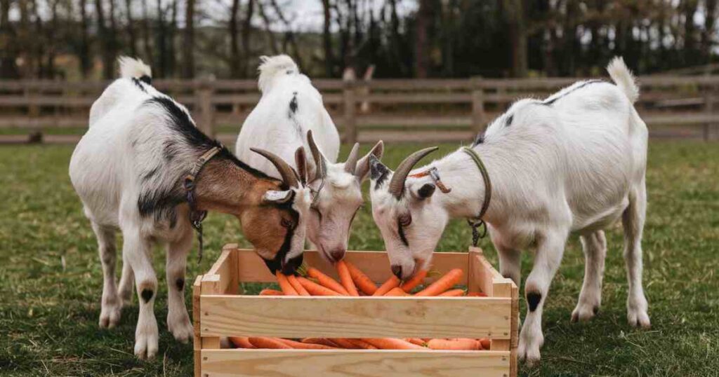 Best Practices for Feeding Carrots to Goats