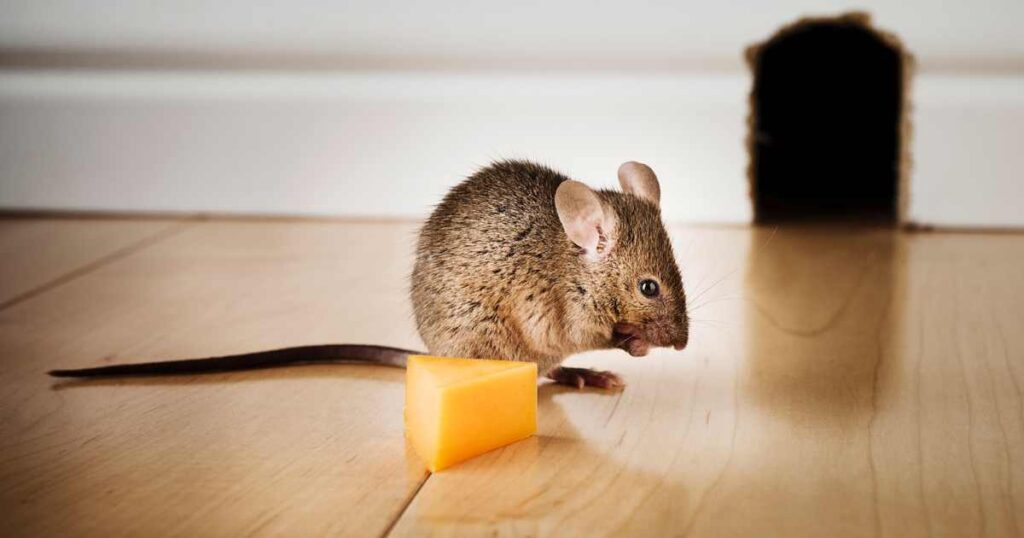 Cleaning to remove crumbs and food debris