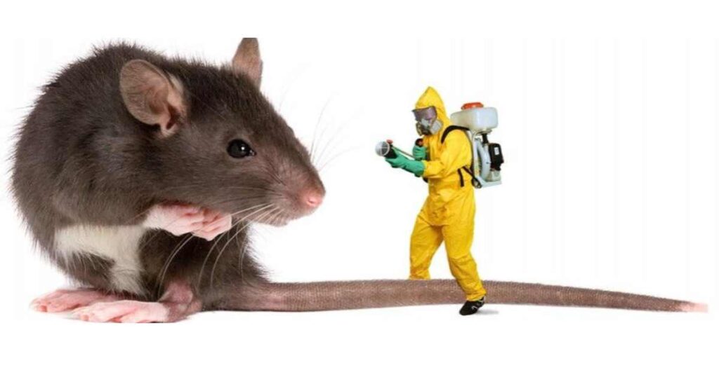 Professional pest control experts