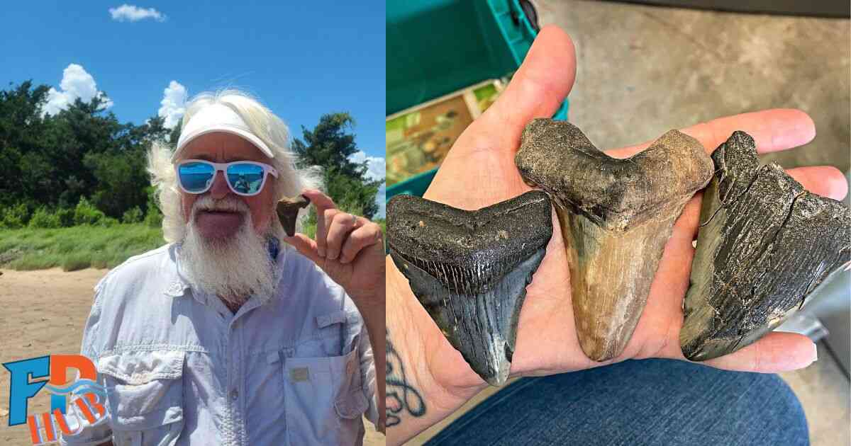 Shark Tooth Island NC: A Fossil Hunter's Paradise