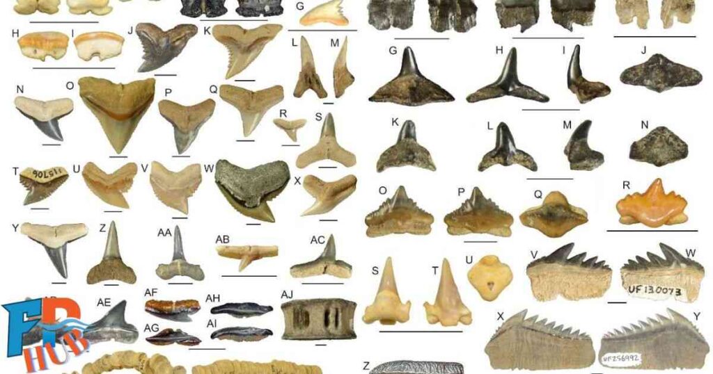 Types of Shark Teeth Found on Shark Tooth Island NC